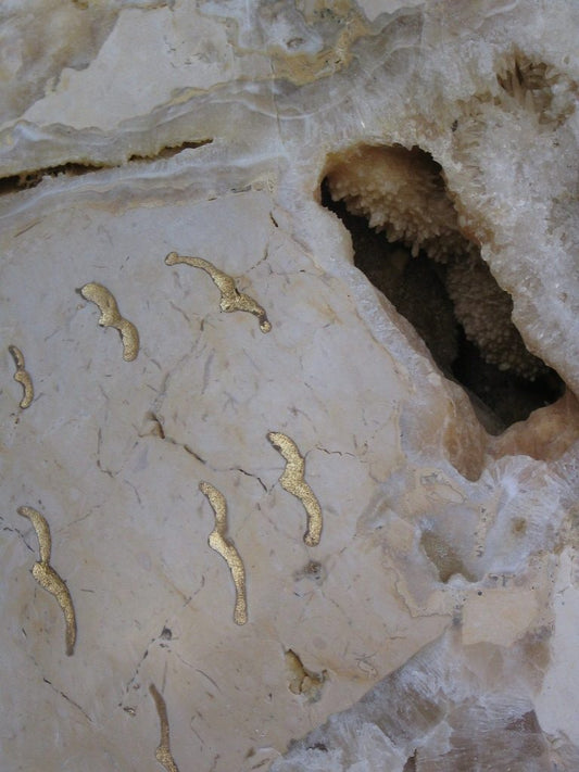 ציפור הזהב 2